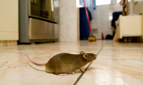 Thuốc diệt chuột hiệu quả